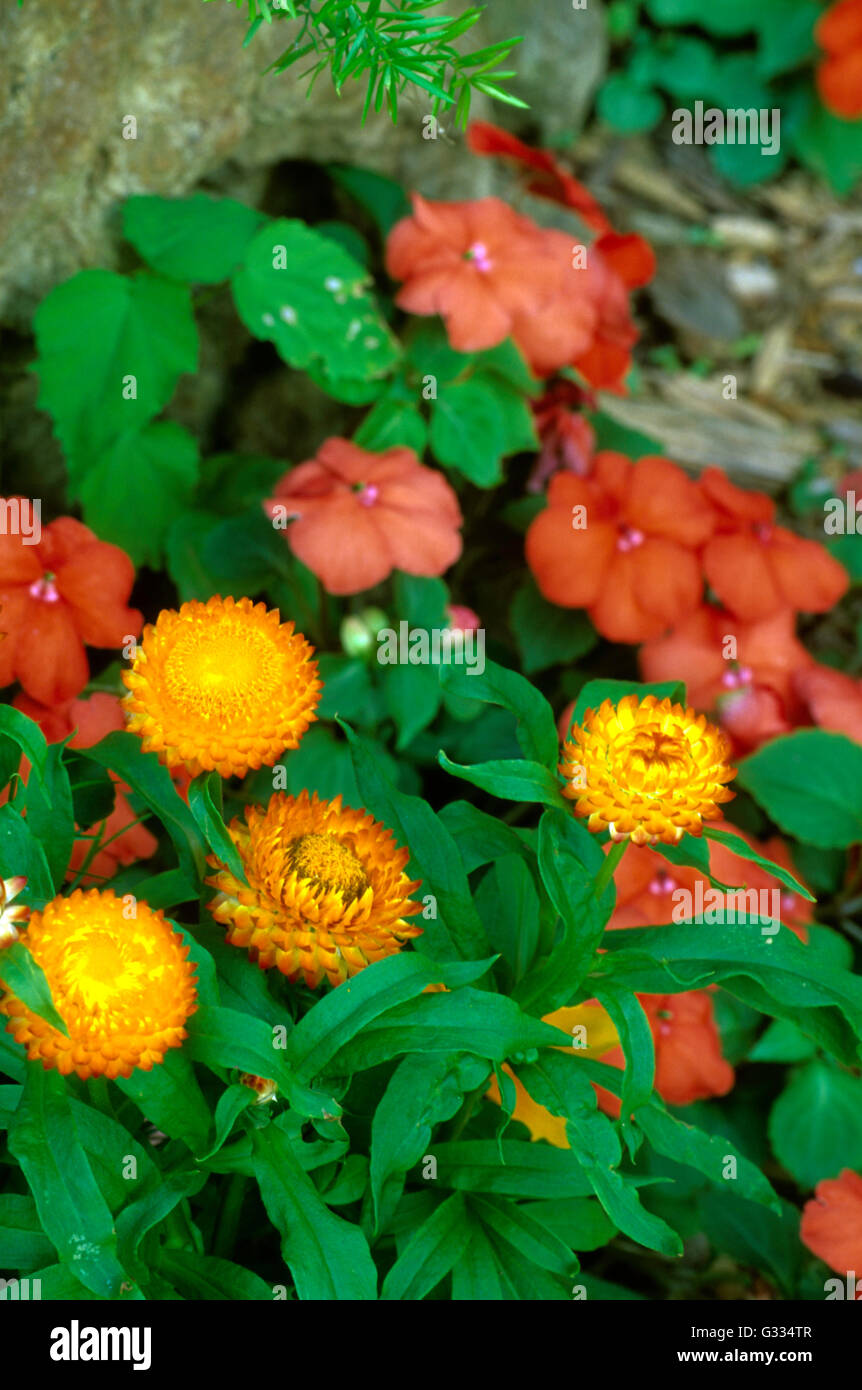 Straw flower hires stock photography and images Alamy