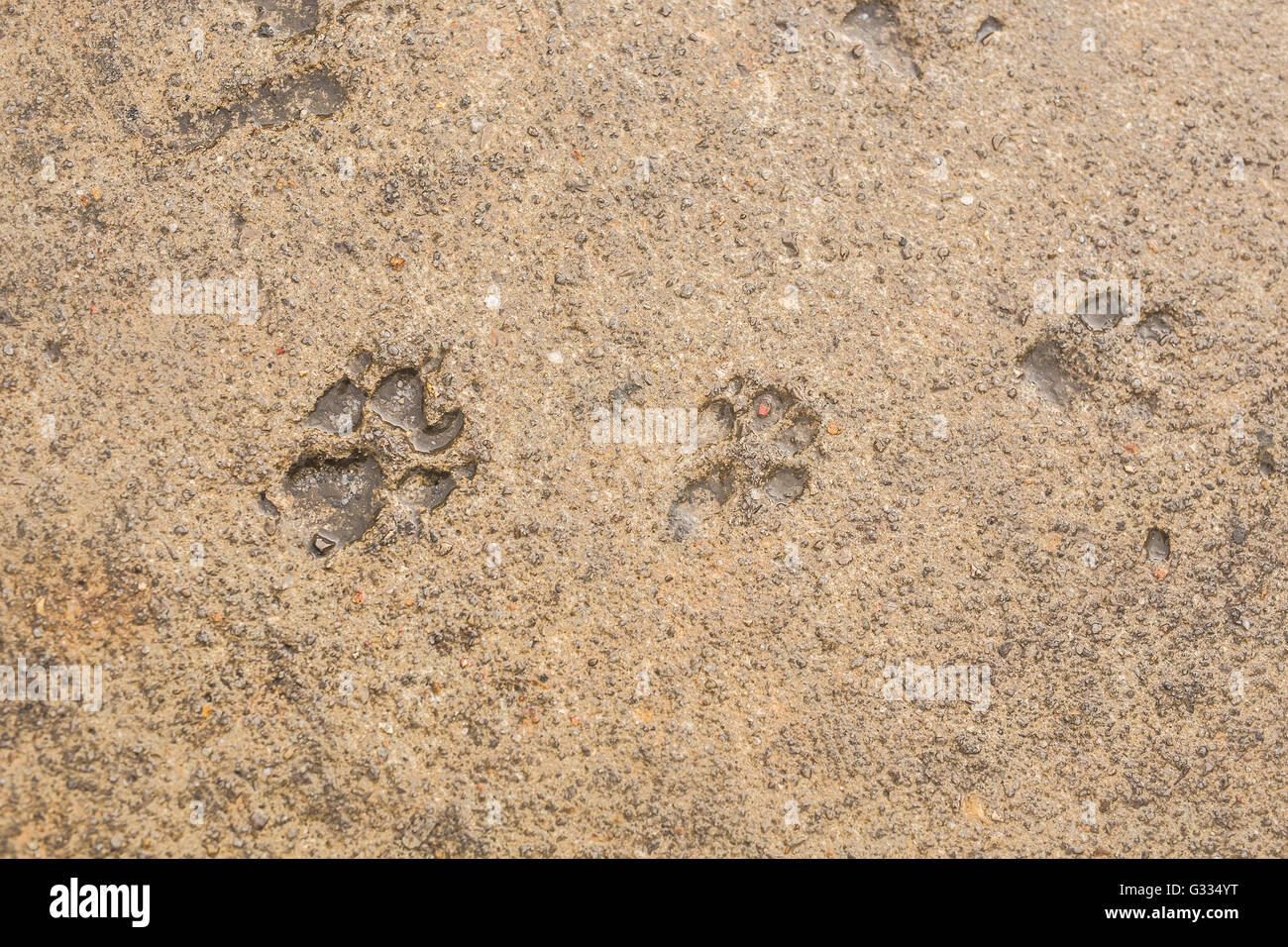 Dog paw print on asphalt Stock Photo Alamy