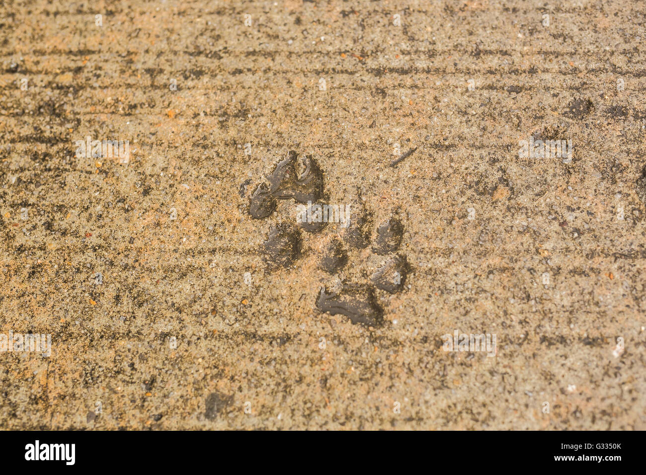 Dog paw print on asphalt Stock Photo Alamy