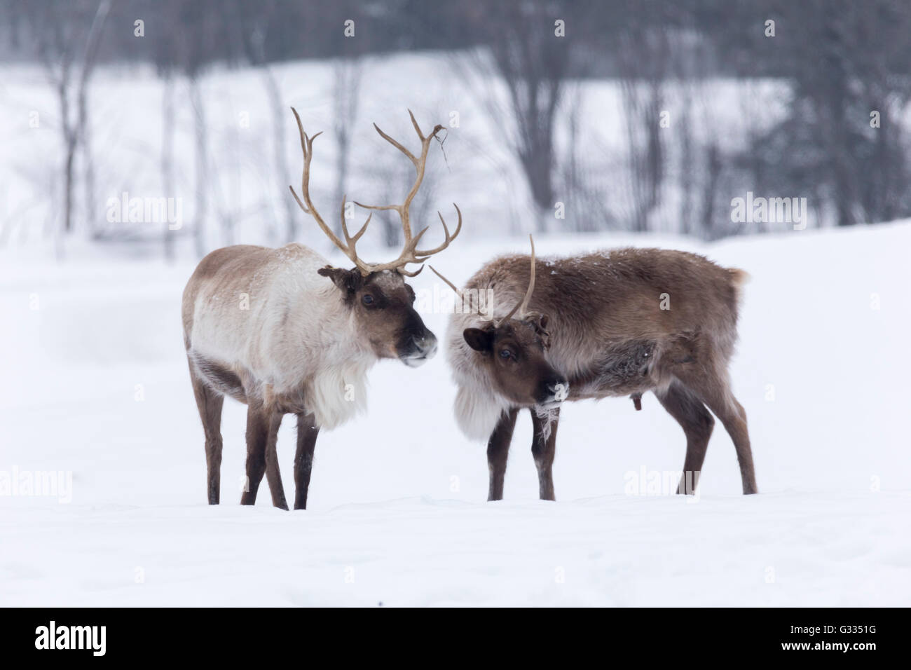 Caribou in a winter scene Stock Photo