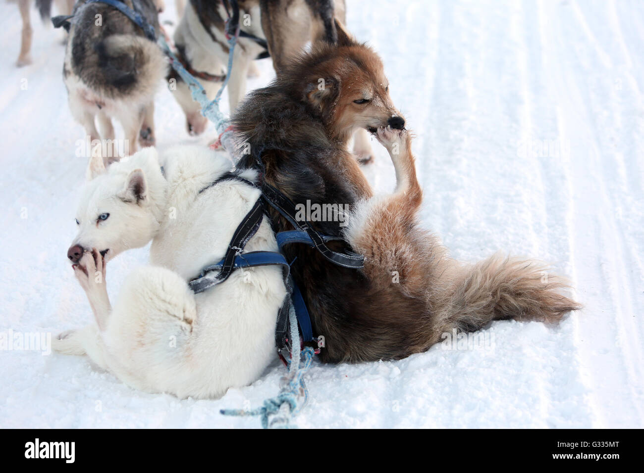 ?k skero, Finland, Siberian Huskies chew on her cold feet Stock Photo