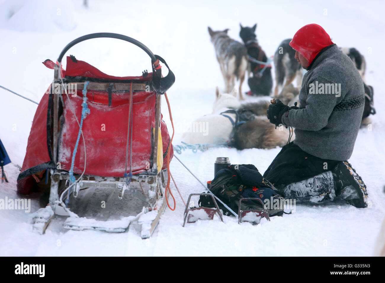 ?k skero, Finland, Musher pauses Stock Photo