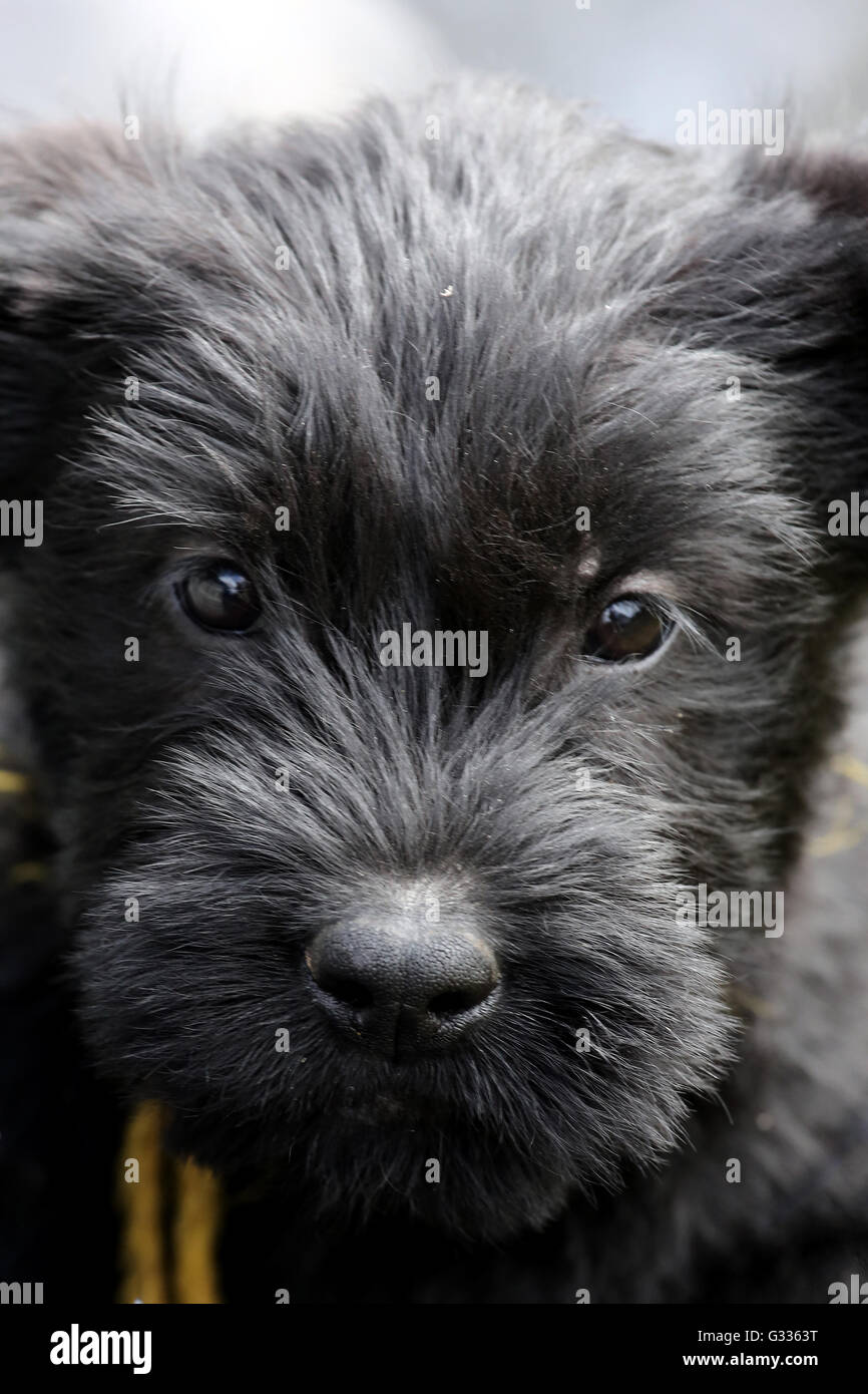Berlin, Germany, Giant (puppy Stock Photo - Alamy