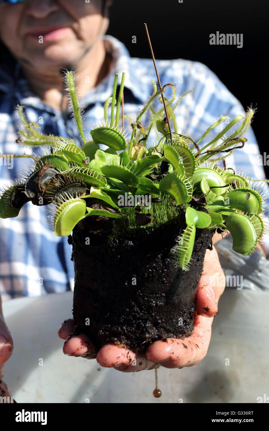 Venus fly trap in pot hires stock photography and images Alamy