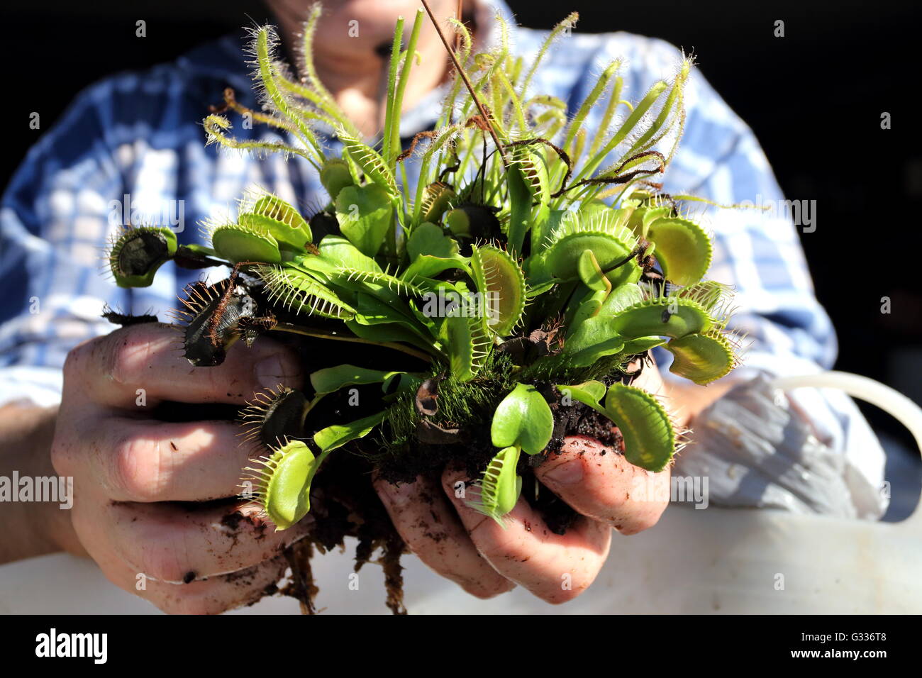 Close up of hand holding Venus Fly Trap with pot removed Stock Photo