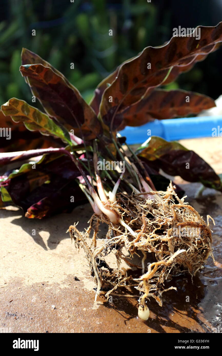 Calathea insignis or Calathea lancifolia also known as Rattlesnake Plant, Zebra plant,Prayer