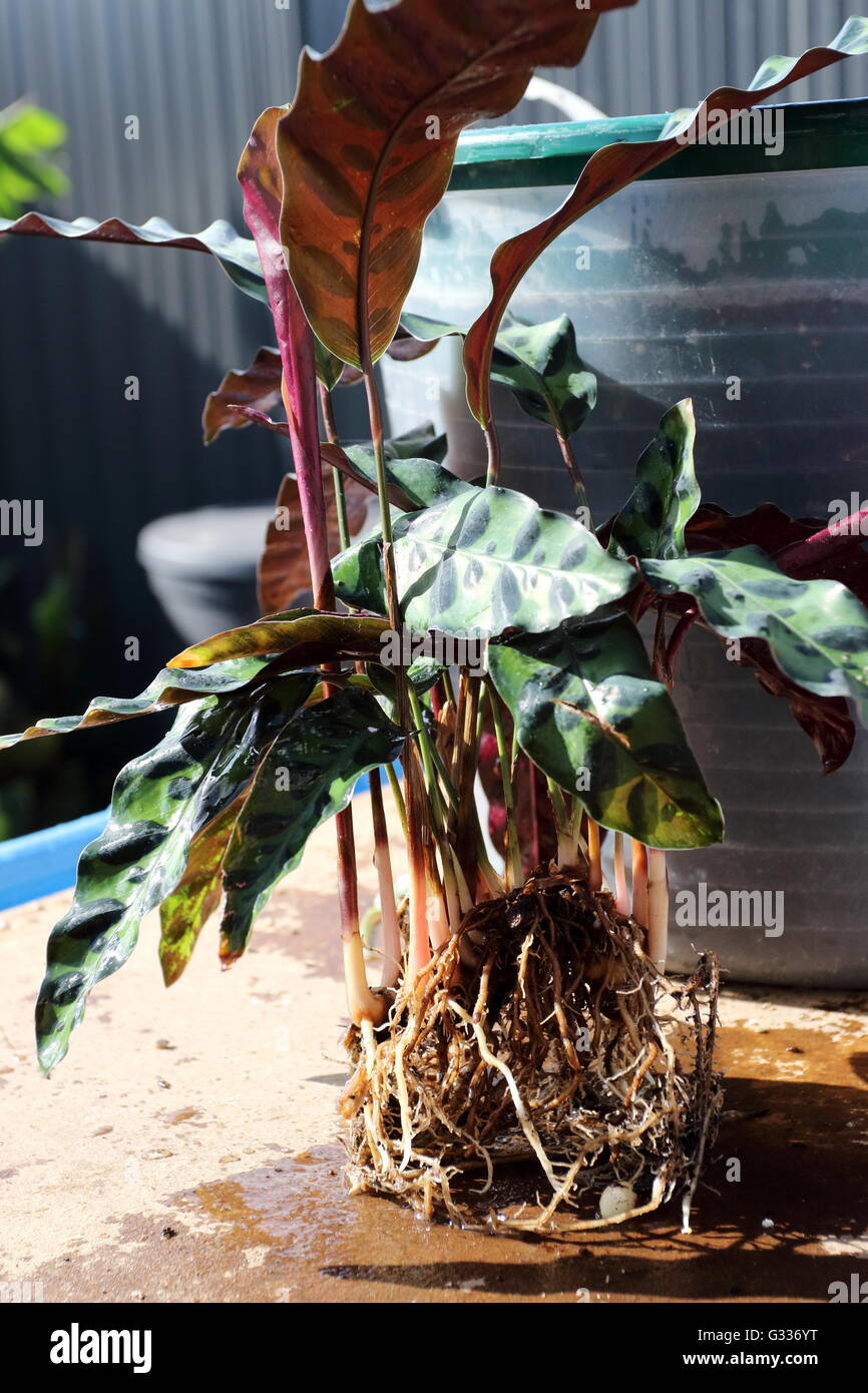 Calathea insignis or Calathea lancifolia also known as Rattlesnake