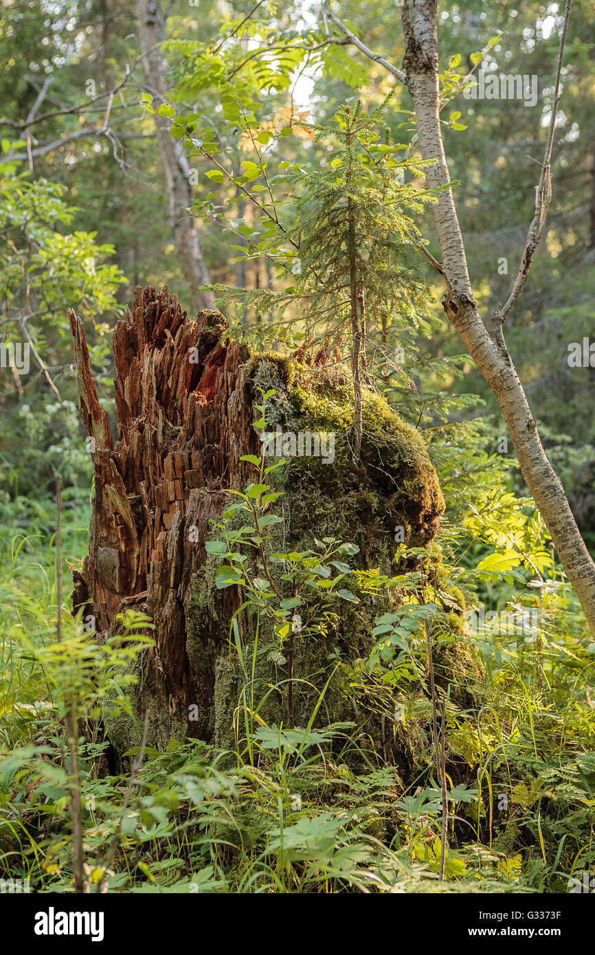 Picturesque stump. Severe beauty of Northern nature. Polar summer. Lovozero tundra. Stock Photo