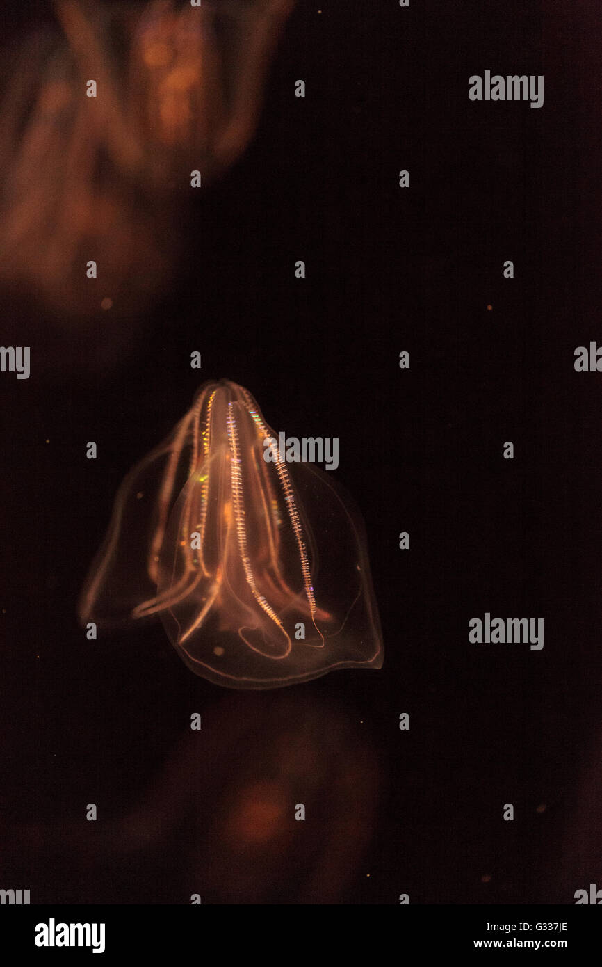 Comb jelly Phylum Ctenophora do not have stinging cells and have a