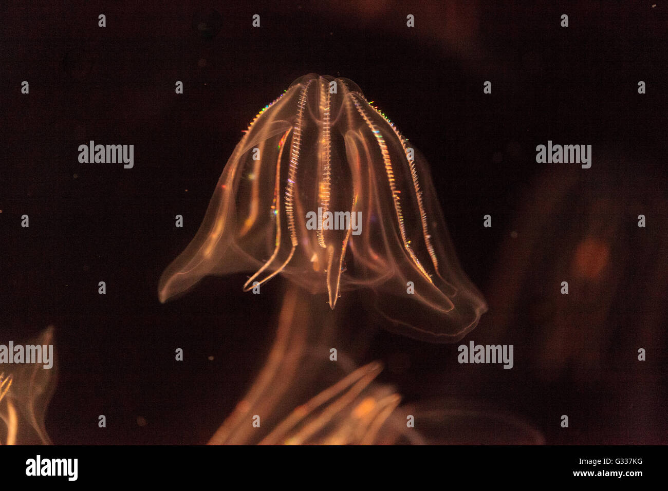 Comb jelly Phylum Ctenophora do not have stinging cells and have a simpler reproductive system