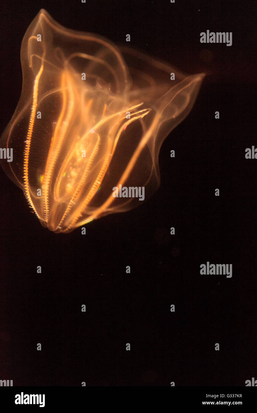 Comb jelly Phylum Ctenophora do not have stinging cells and have a