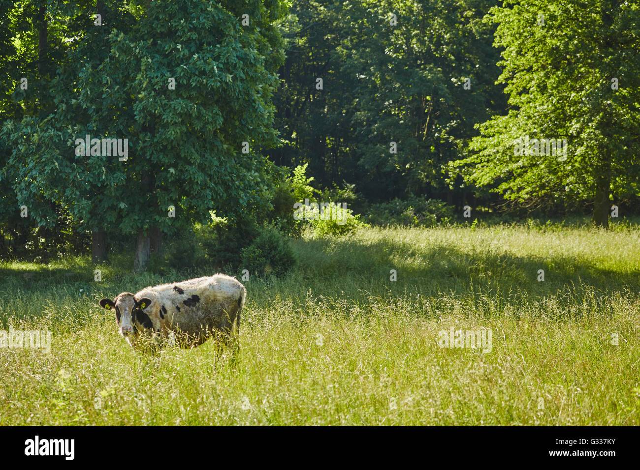Cows grazing on grass, Amish Country, Bowmansville, Lancaster County, Pennsylvania, USA Stock Photo