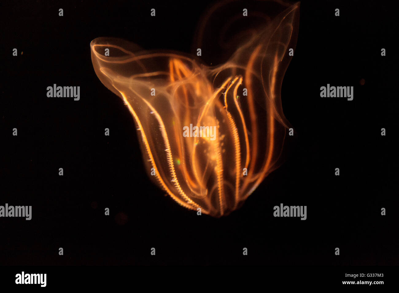 Comb jelly Phylum Ctenophora do not have stinging cells and have a simpler reproductive system