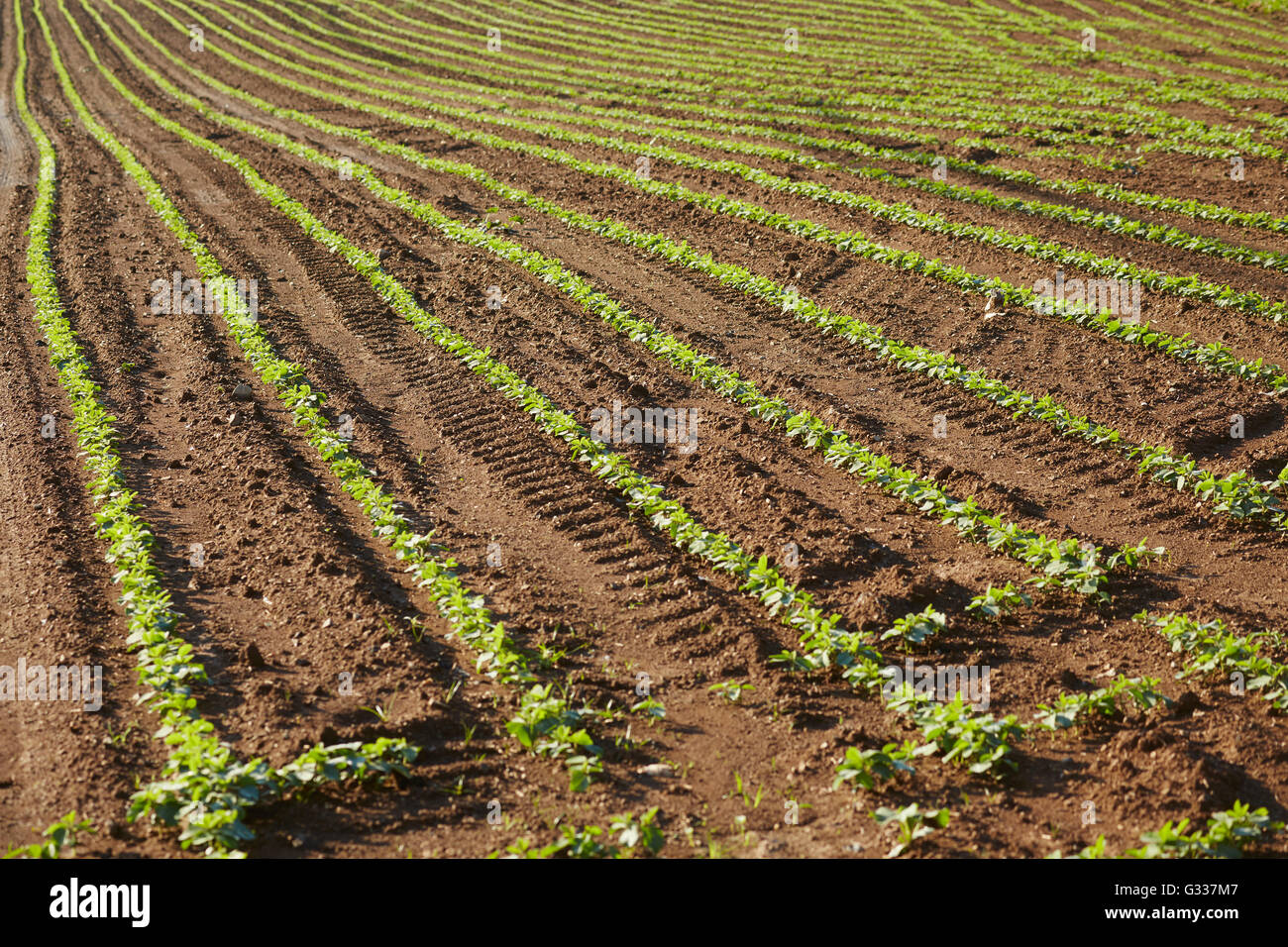 Rows of germinating crops on a Lancaster County, Pennsylvania, USA farm Stock Photo