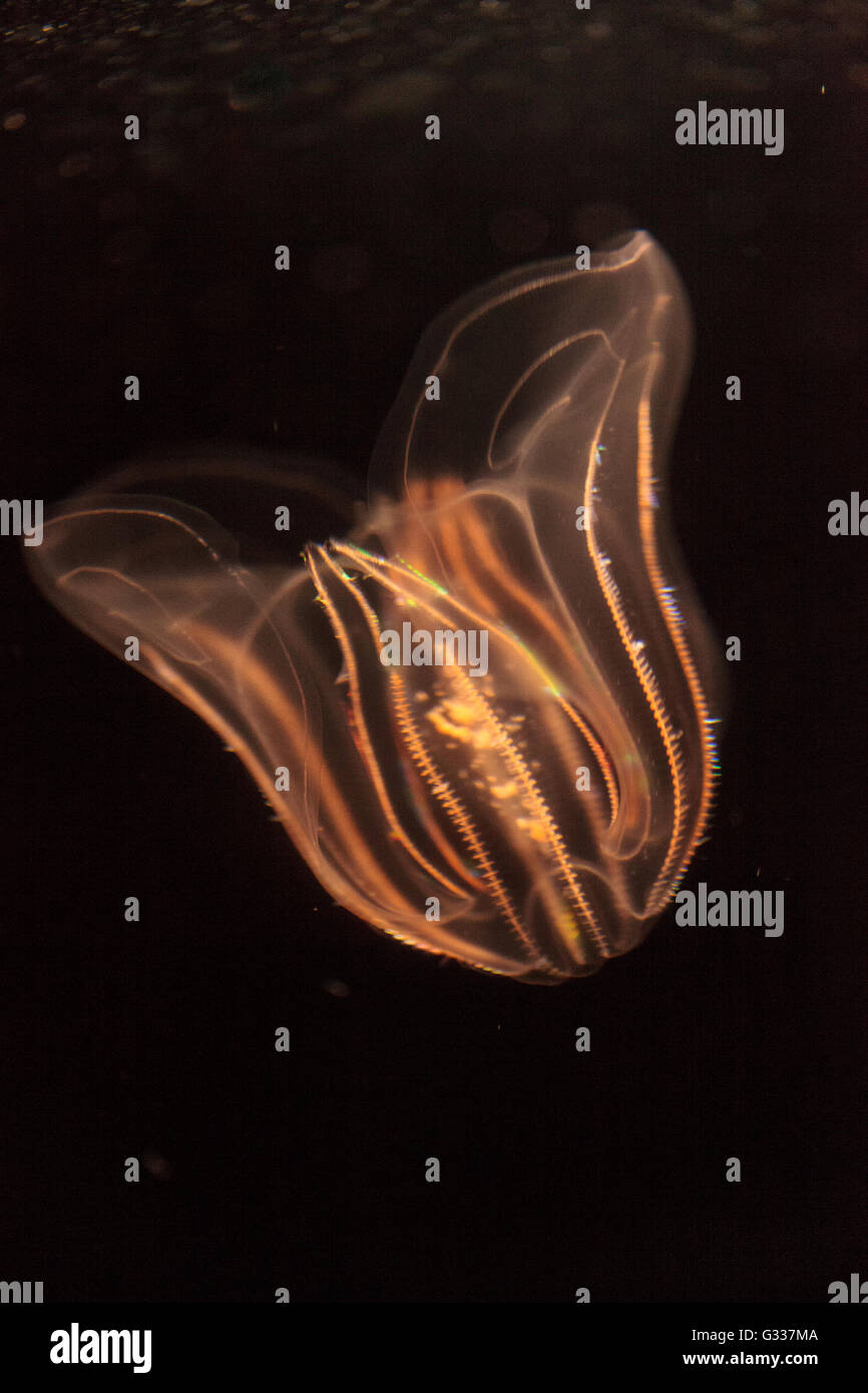 Comb jelly Phylum Ctenophora do not have stinging cells and have a