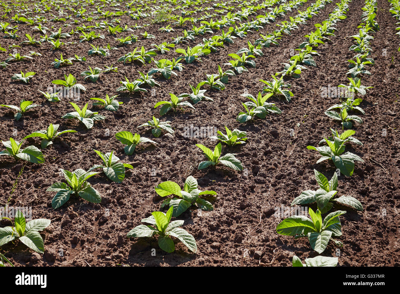 tobacco field in Spring, Lancaster County, Pennsylvania, USA Stock