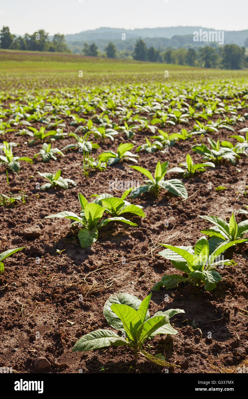 tobacco field in Spring, Lancaster County, Pennsylvania, USA Stock