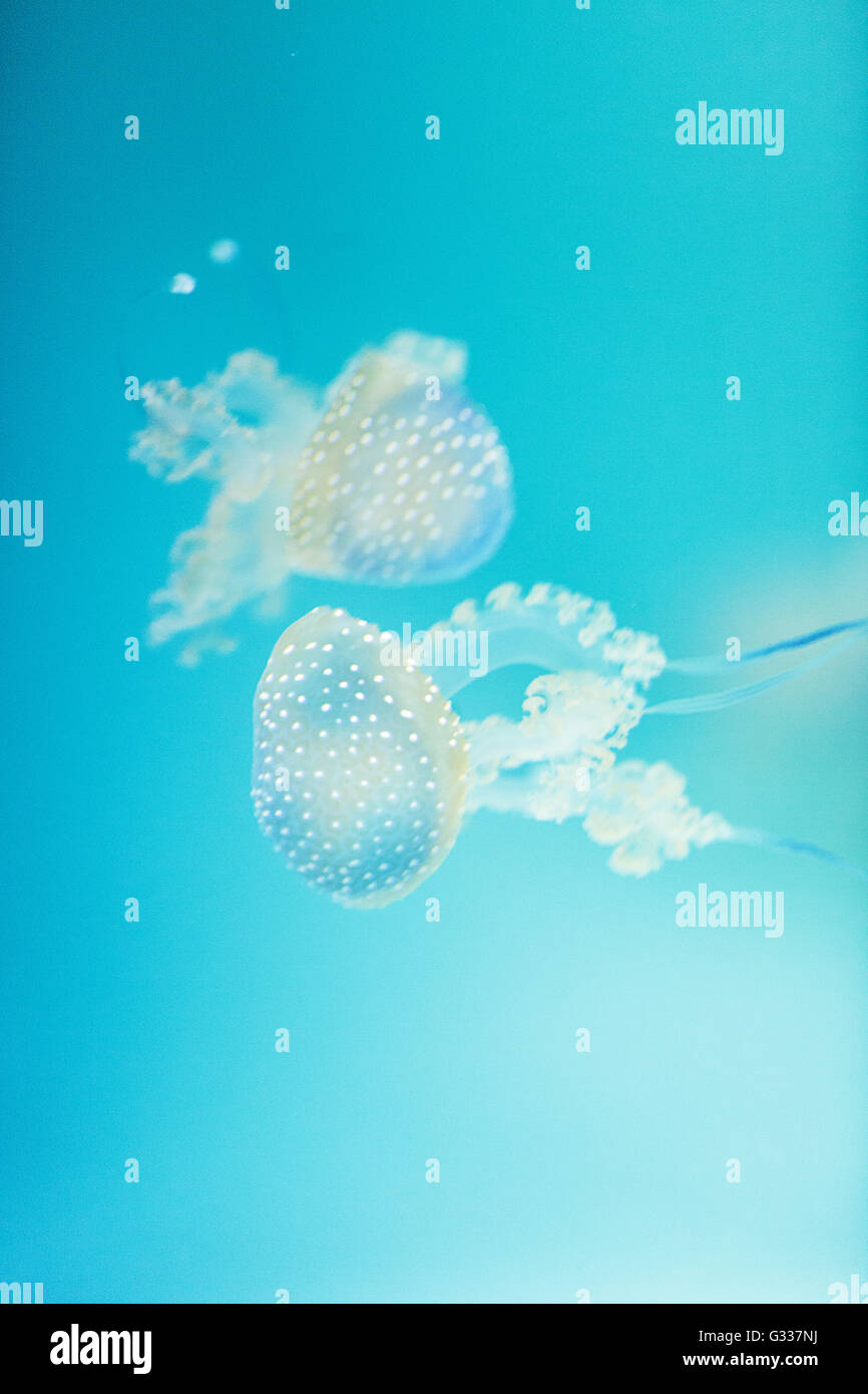 Golden jelly, Phyllorhiza punctata, is also known as the floating bell and the white-spotted jellyfish Stock Photo