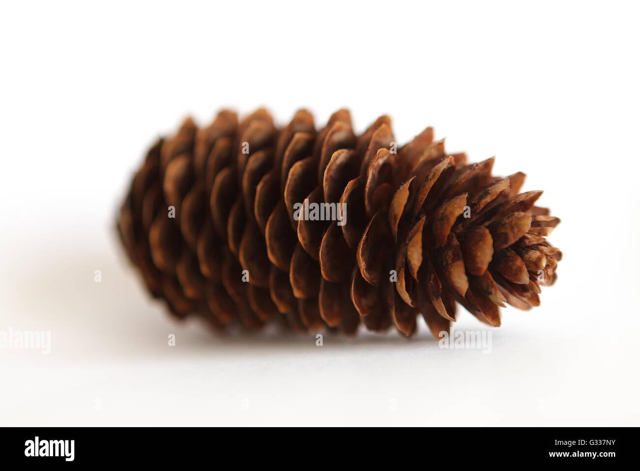 Fir tree cones on a white background Stock Photo