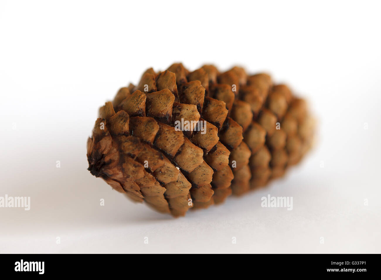 Fir tree cones on a white background Stock Photo