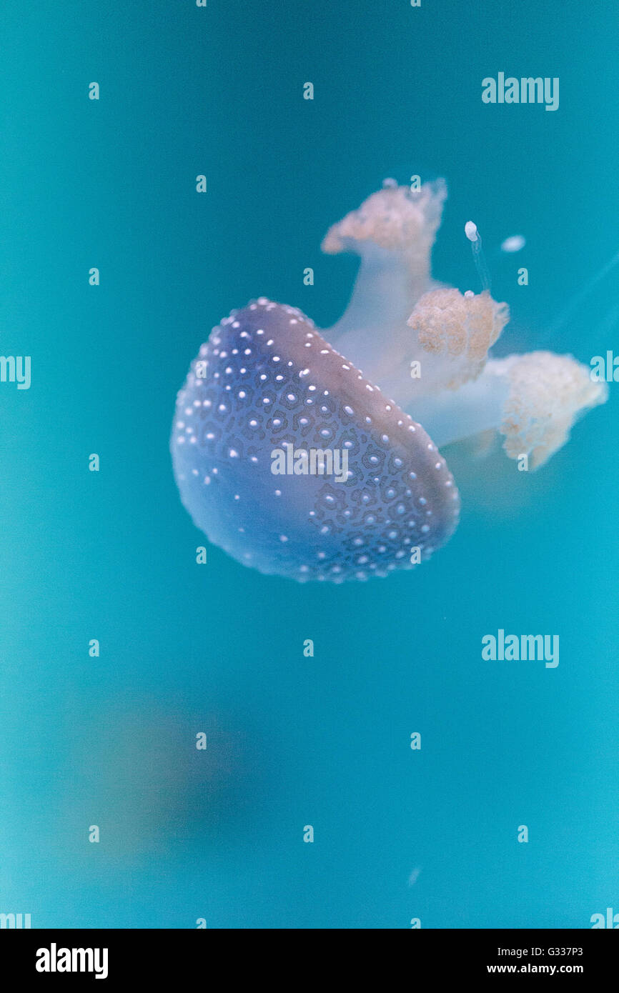 Golden jelly, Phyllorhiza punctata, is also known as the floating bell ...