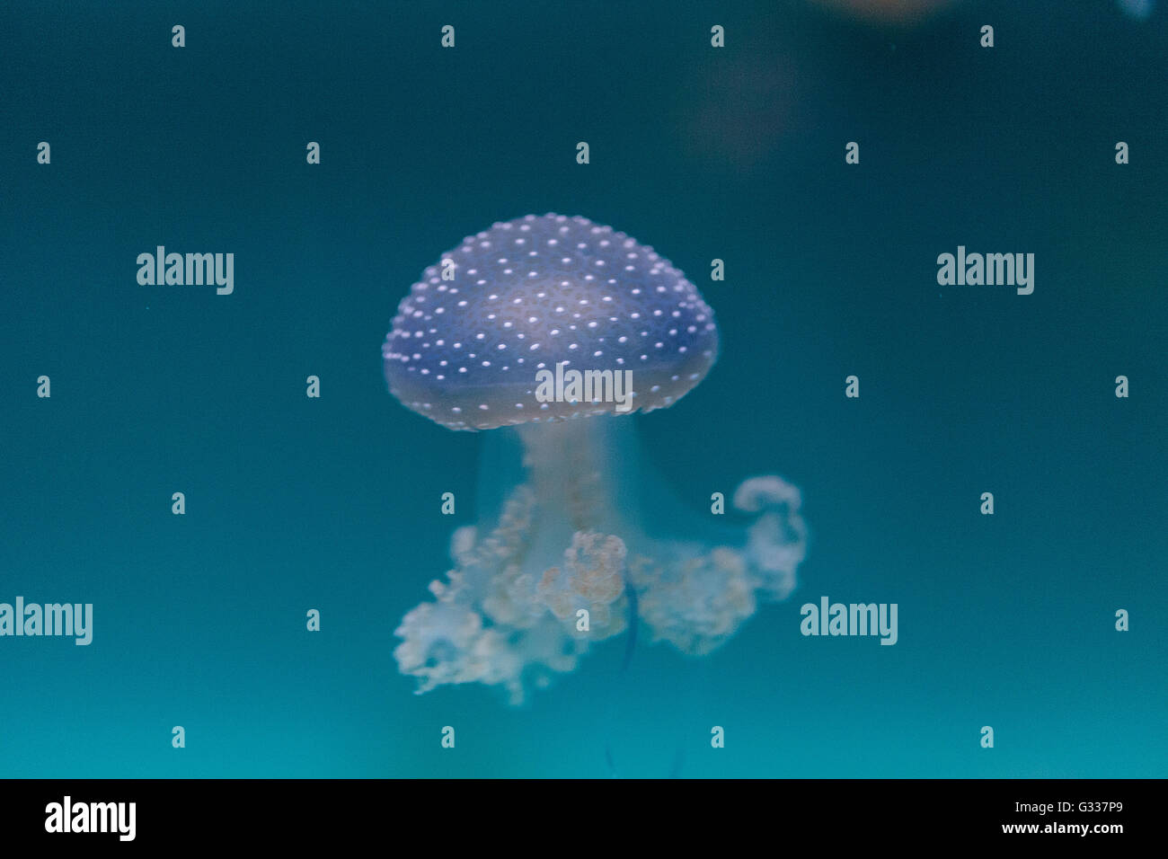 Golden jelly, Phyllorhiza punctata, is also known as the floating bell ...