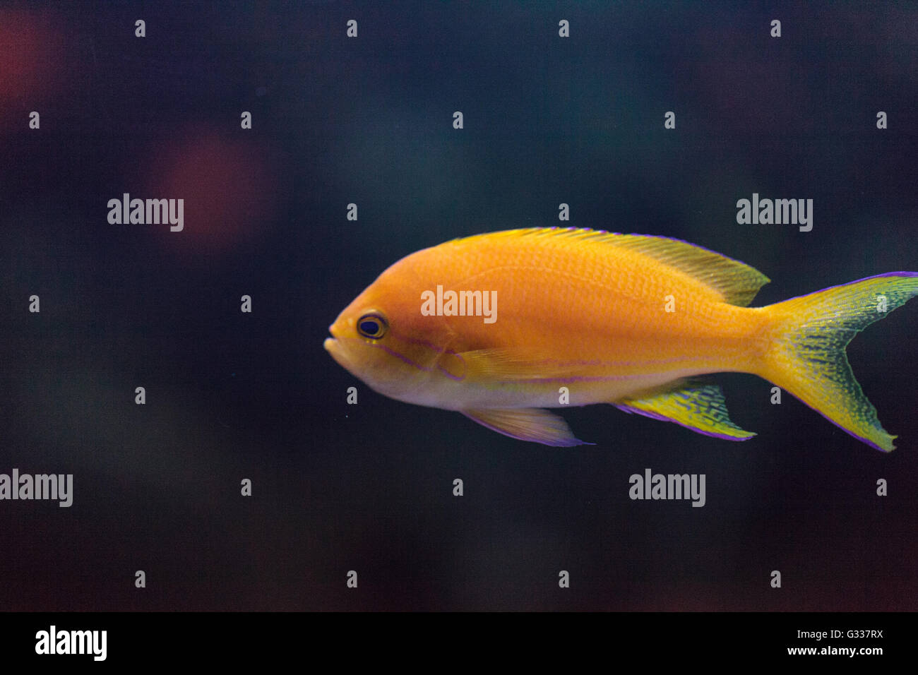 Lyretail fairy basslet fish Pseudanthias squamipinnis swims over a coral reef in the ocean. Stock Photo
