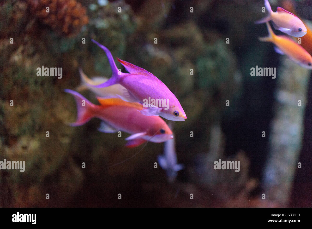 Pink Bicolor anthias fish Pseudanthias bicolor swims over a coral reef in the ocean. Stock Photo