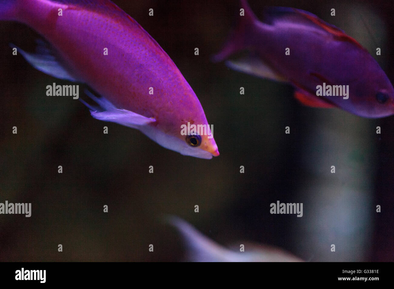 Pink Bicolor anthias fish Pseudanthias bicolor swims over a coral reef in the ocean. Stock Photo