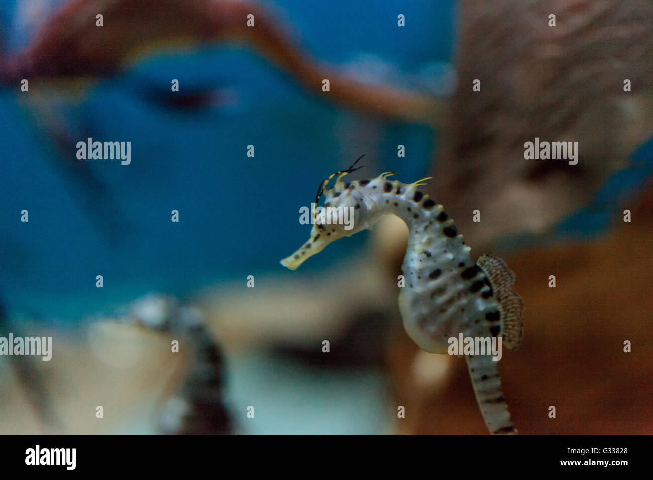 Potbellied seahorse Hippocampus abdominalis is found Australia and New Zealand. Stock Photo