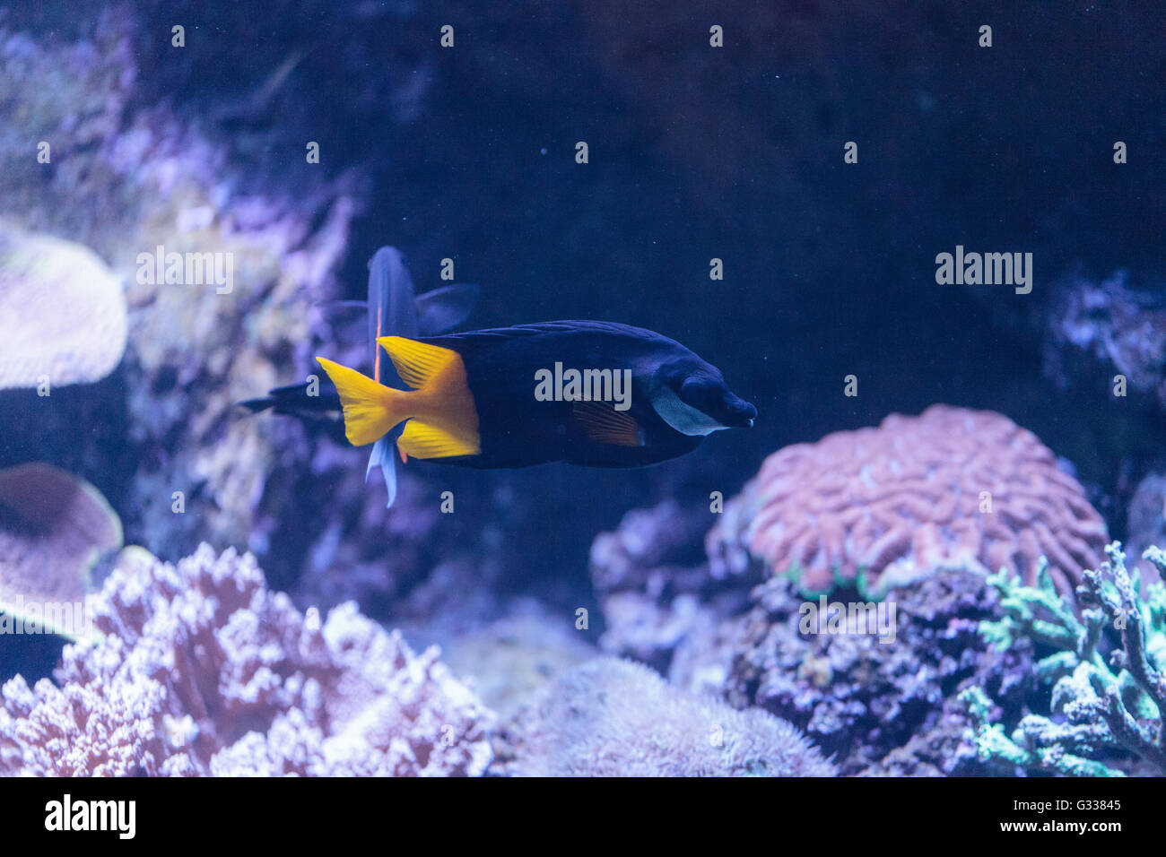Bicolor Foxface rabbitfish, Siganus uspi, is a black fish with a yellow tail. Stock Photo
