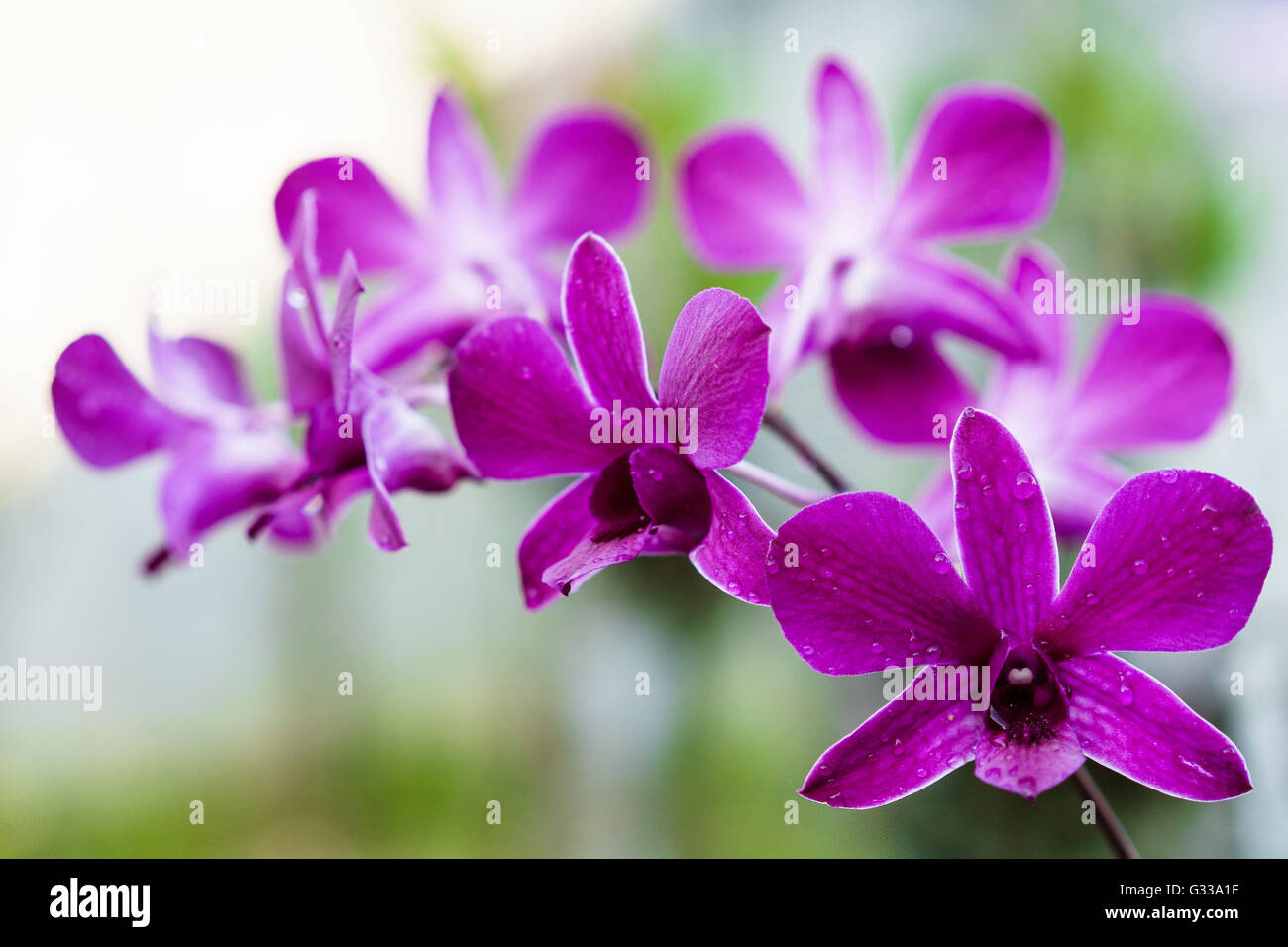 Purple orchid with morning dew Stock Photo Alamy