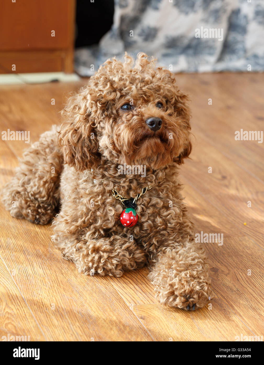 https://c8.alamy.com/comp/G33A54/a-brown-poodle-sitting-on-the-floor-G33A54.jpg