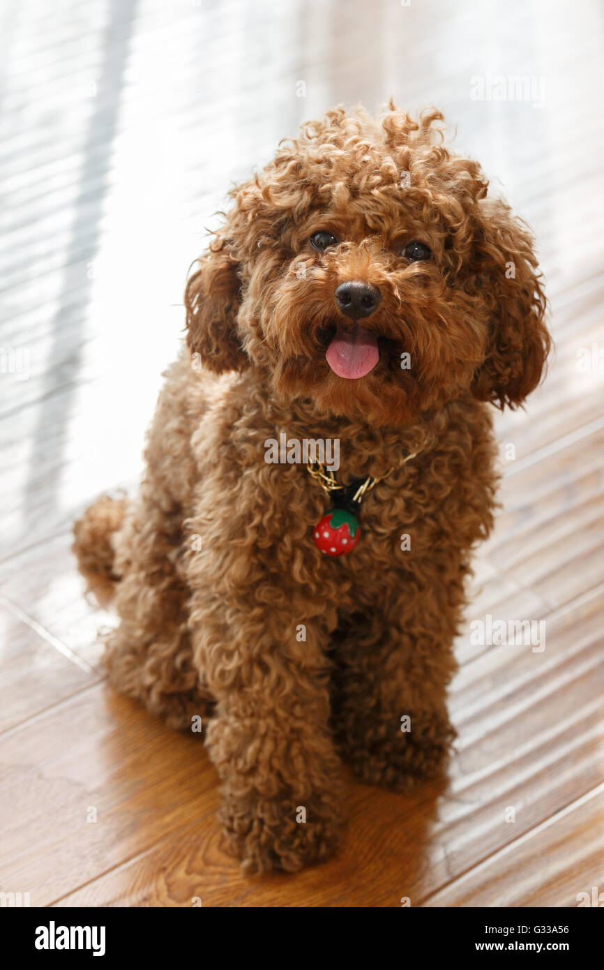 A brown poodle sitting on the floor Stock Photo - Alamy, image size:866x1390