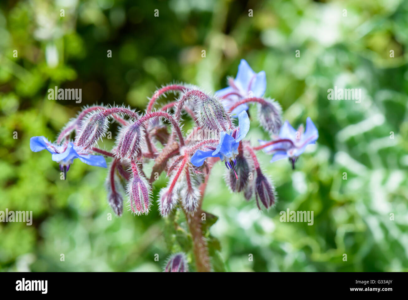 Nice group of blue Wild flowers close up Stock Photo - Alamy