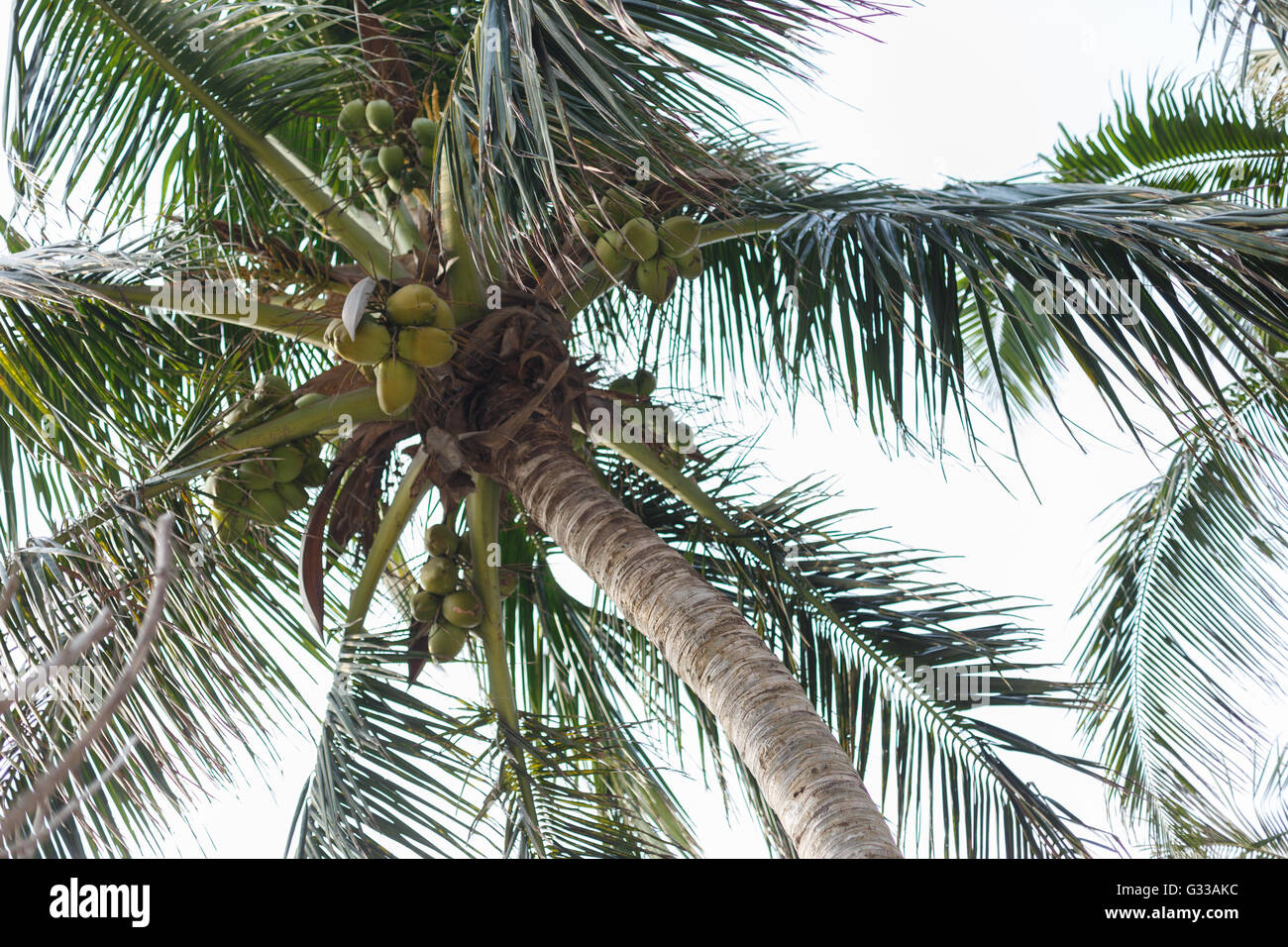 Ripe coconuts on palm tree hi-res stock photography and images - Alamy