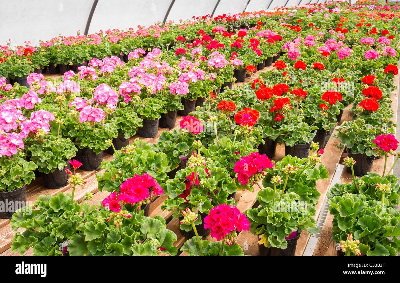 Bedding geranium plants displayed for sale in a commercial nursery