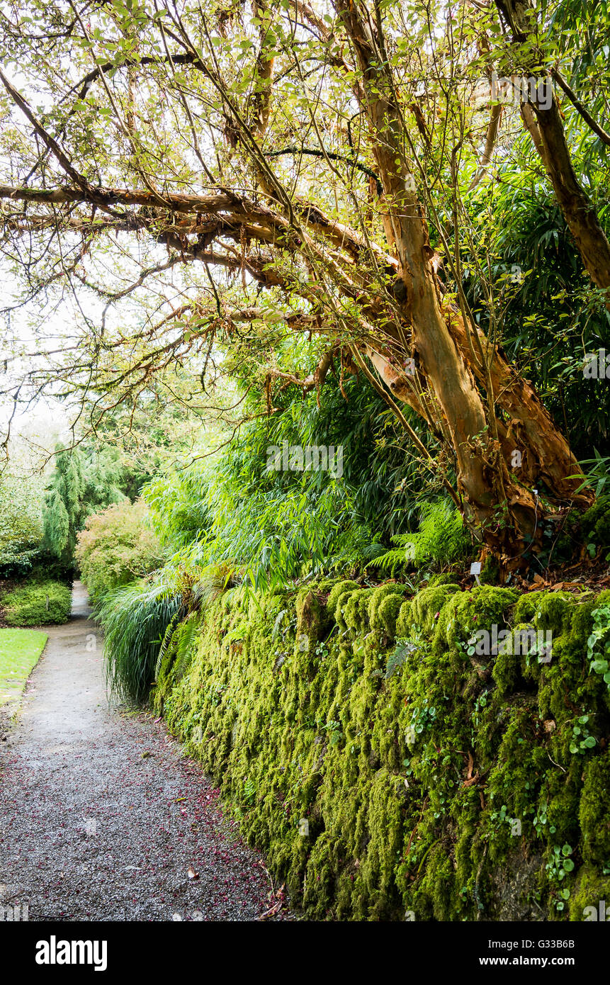 An old moss-covered Cornish wall with rare Fuchsia Excorticata tree growing from the top Stock Photo