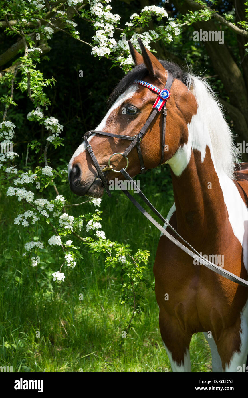 Coloured horse in profile wearing bridle and reins. Outside on a sunny June day. Stock Photo