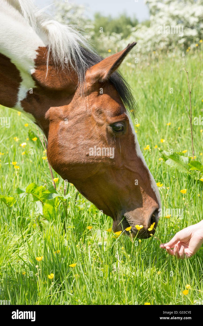 Coloured horse looking inquisitive with the owners hand showing her a buttercup. Stock Photo