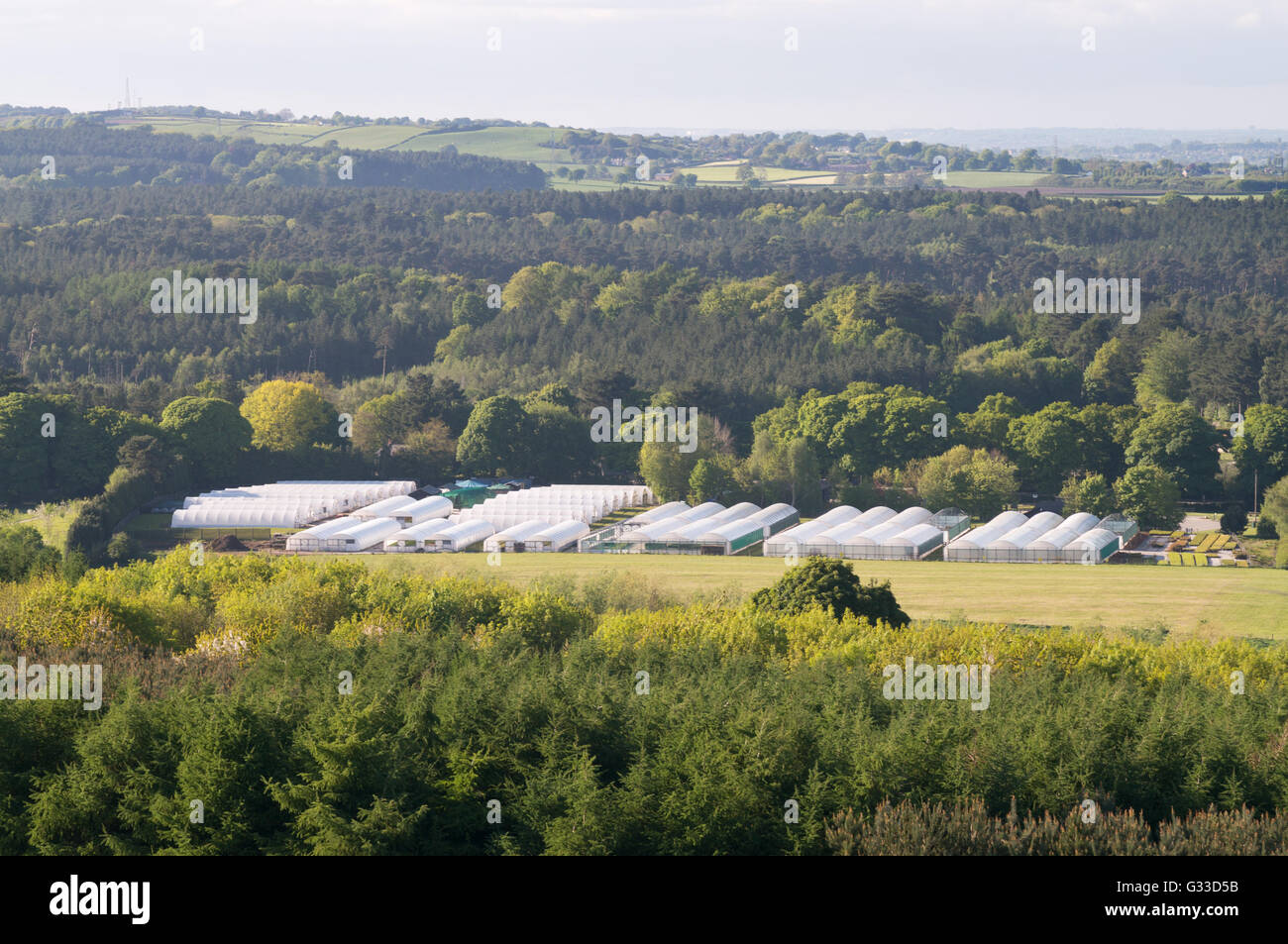 A plant nursery with polytunnels Delamere, Cheshire, England, UK Stock