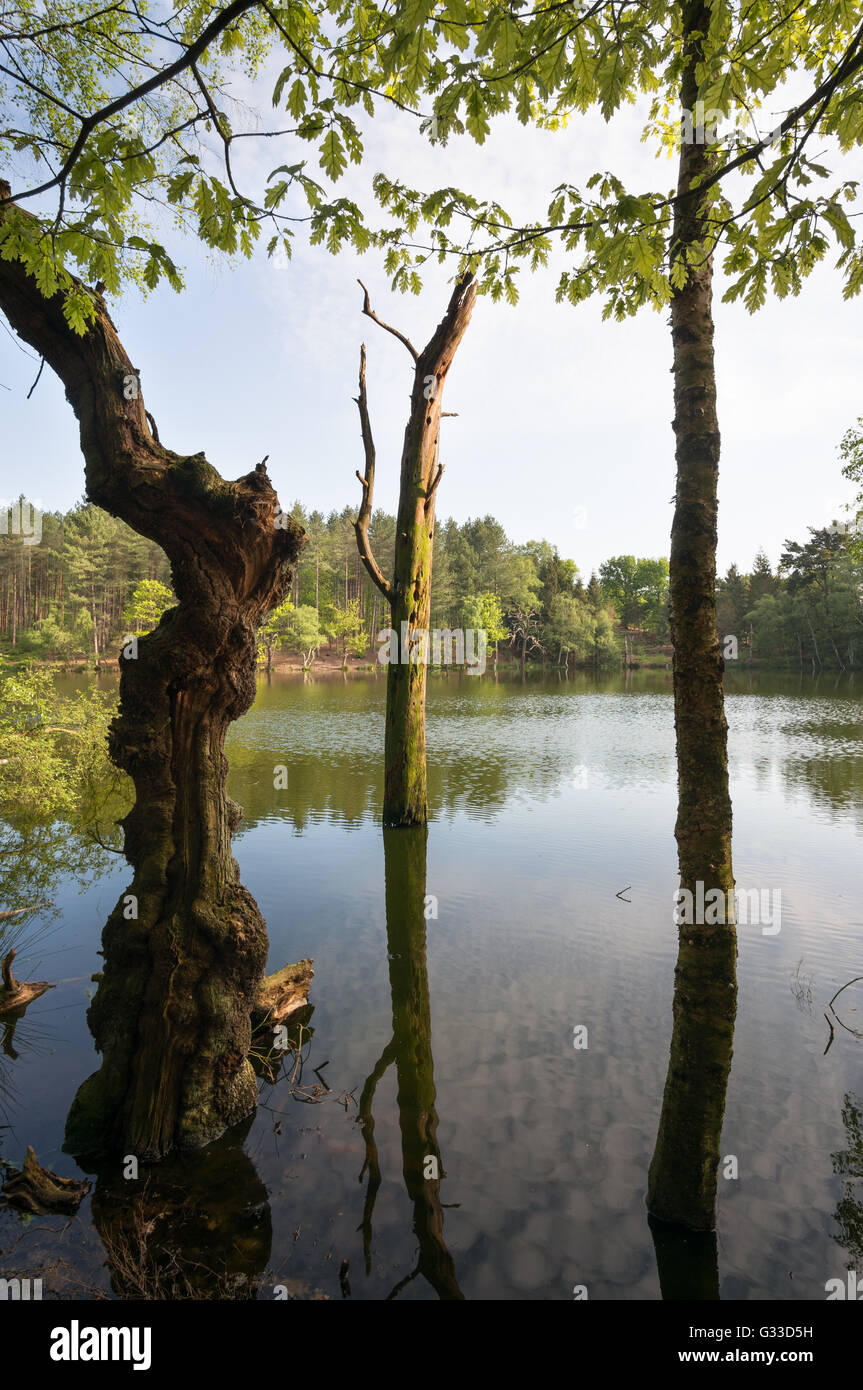 Dying tree in Dead Lake, Delamere Forest, Cheshire, England, UK Stock Photo