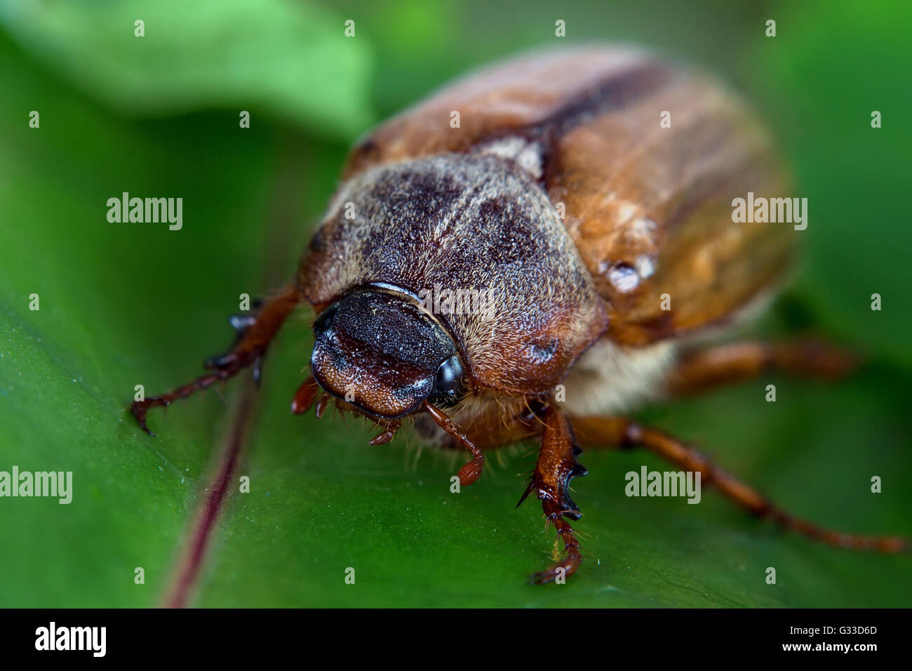 Beetle in the wild Stock Photo