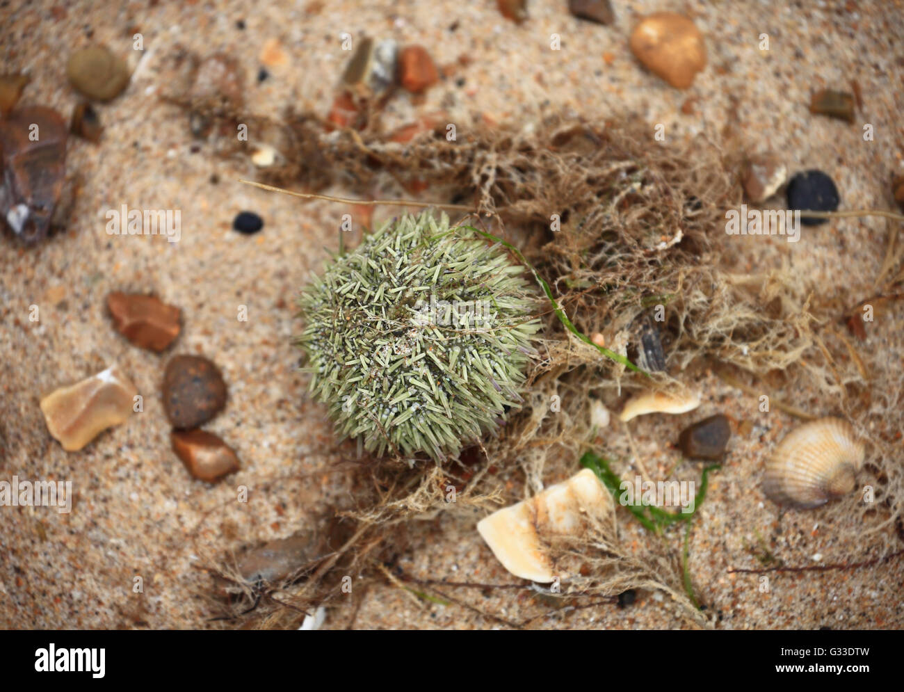 Sea urchin on the sand on the sea shore. Stock Photo