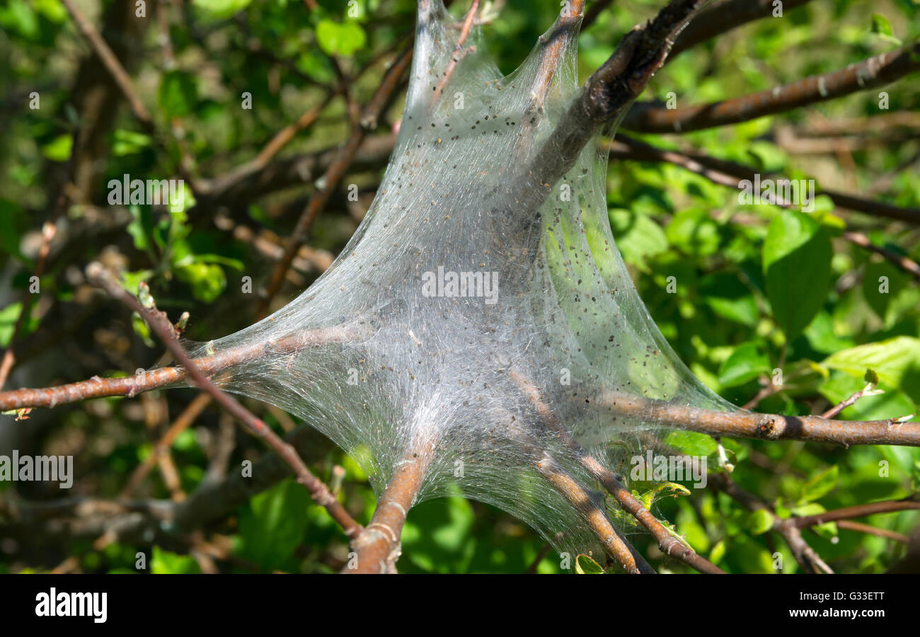 Close view of a caterpillar nest in an apple tree in the late spring. Stock Photo