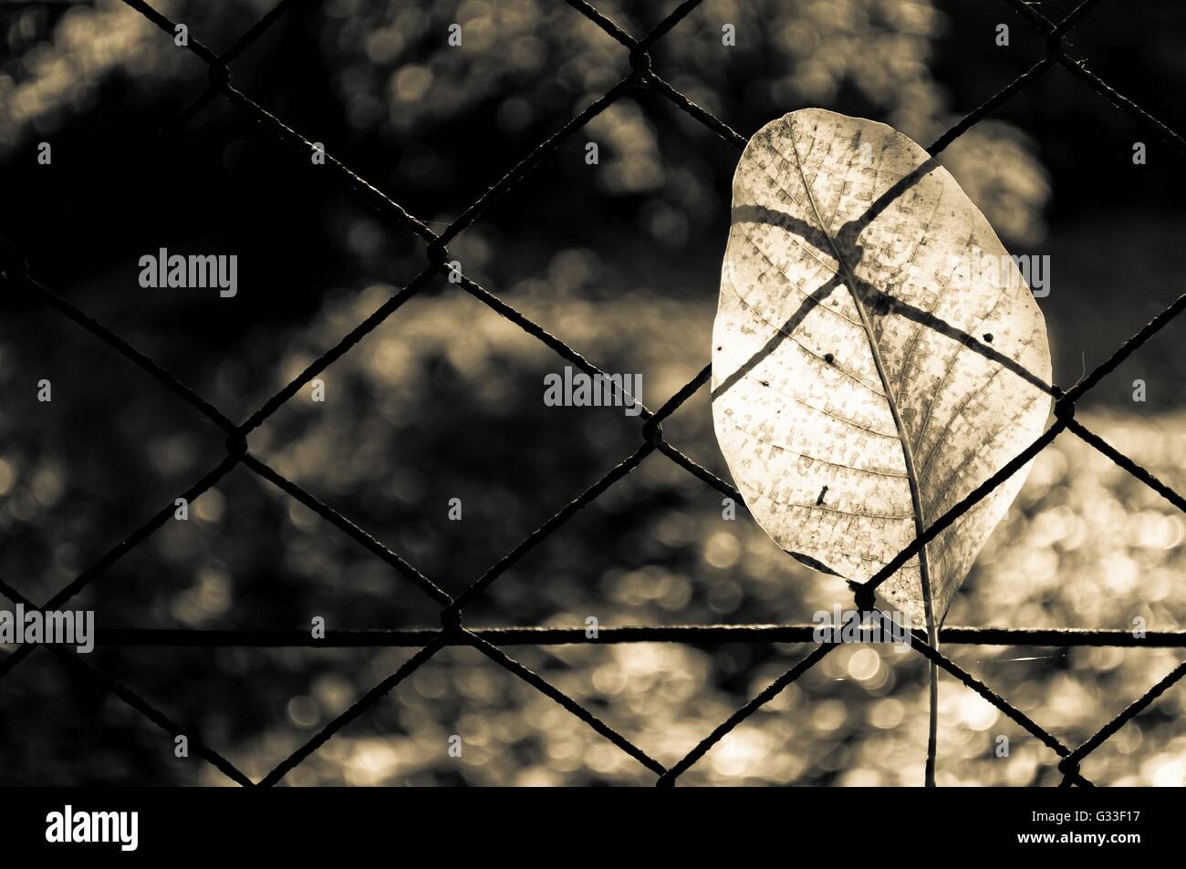 Fallen autumn walnut tree leaf caught on rusty wire mesh fence, detailed macro closeup, solitude concept, gentle bokeh Stock Photo