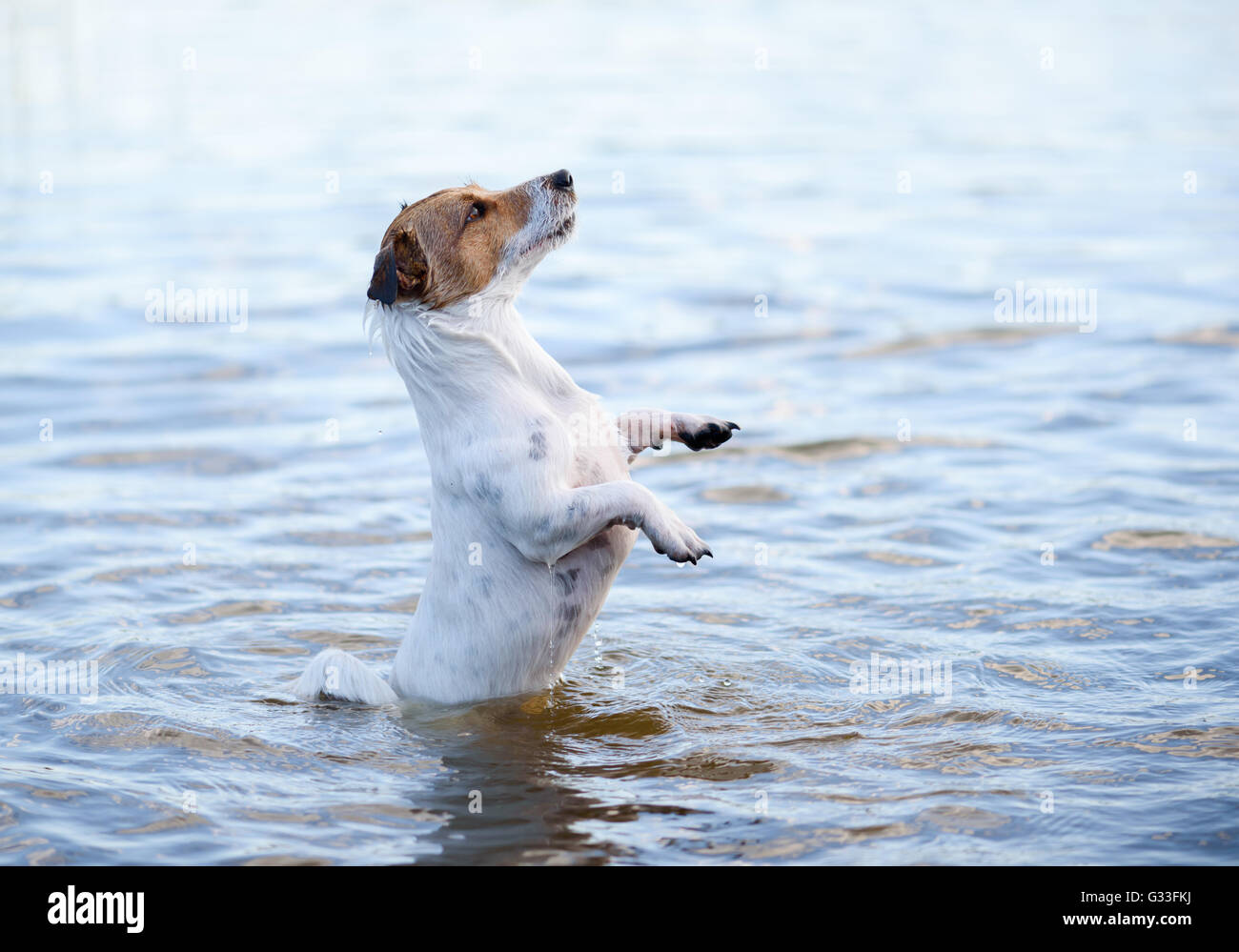 Dogs jumping sales in water