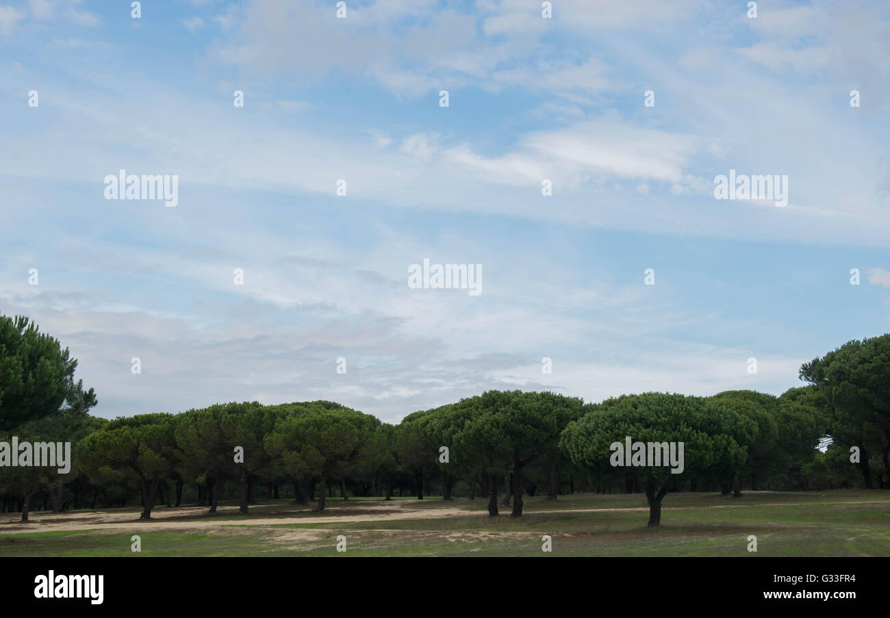 Pine trees portugal hires stock photography and images Alamy