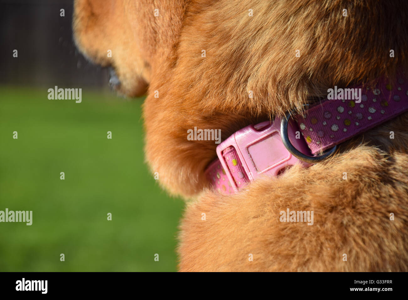 Closeup of a furry orange dog wearing a pink collar Stock Photo
