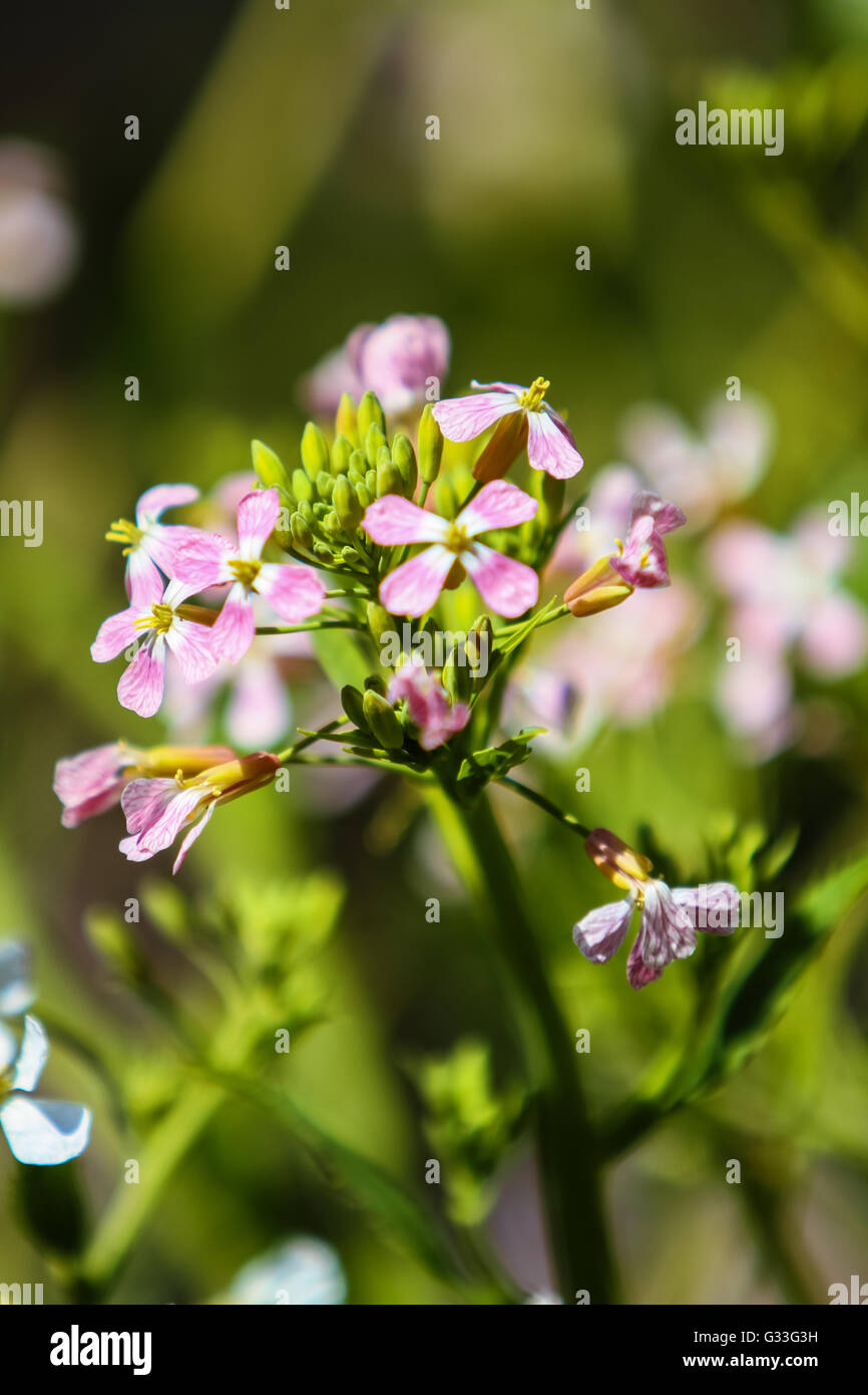 Wild radish, jointed charlock is a flowering plant in the family Brassicaceae Stock Photo
